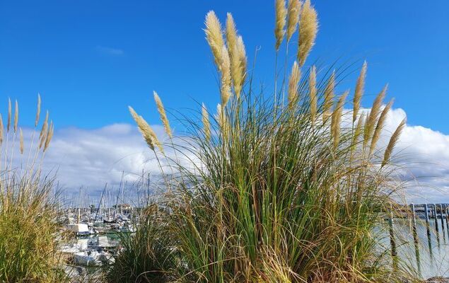 Les Alcyons Studio Cabine - Photo 23